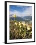 Alpine Flowers and Views of Celerina and St. Moritz from Atop Muottas Muragl, Switzerland-Michael DeFreitas-Framed Photographic Print