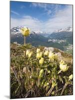 Alpine Flowers and Views of Celerina and St. Moritz from Atop Muottas Muragl, Switzerland-Michael DeFreitas-Mounted Photographic Print