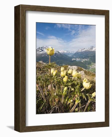 Alpine Flowers and Views of Celerina and St. Moritz from Atop Muottas Muragl, Switzerland-Michael DeFreitas-Framed Photographic Print