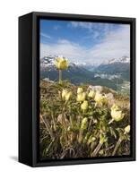 Alpine Flowers and Views of Celerina and St. Moritz from Atop Muottas Muragl, Switzerland-Michael DeFreitas-Framed Stretched Canvas