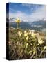 Alpine Flowers and Views of Celerina and St. Moritz from Atop Muottas Muragl, Switzerland-Michael DeFreitas-Stretched Canvas