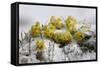 Alpine Flowers (Draba Sp)? in the Snow, Hohe Tauern National Park, Austria, July 2008-Lesniewski-Framed Stretched Canvas