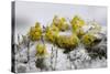 Alpine Flowers (Draba Sp)? in the Snow, Hohe Tauern National Park, Austria, July 2008-Lesniewski-Stretched Canvas