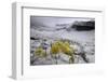 Alpine Flowers (Draba Sp) in the Snow, Hohe Tauern National Park, Austria, July 2008-Lesniewski-Framed Photographic Print