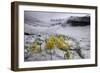 Alpine Flowers (Draba Sp) in the Snow, Hohe Tauern National Park, Austria, July 2008-Lesniewski-Framed Photographic Print