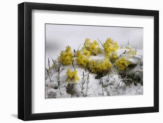 Alpine Flowers (Draba Sp)? in the Snow, Hohe Tauern National Park, Austria, July 2008-Lesniewski-Framed Photographic Print