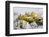 Alpine Flowers (Draba Sp)? in the Snow, Hohe Tauern National Park, Austria, July 2008-Lesniewski-Framed Photographic Print