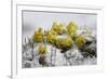 Alpine Flowers (Draba Sp)? in the Snow, Hohe Tauern National Park, Austria, July 2008-Lesniewski-Framed Photographic Print