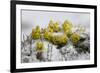 Alpine Flowers (Draba Sp)? in the Snow, Hohe Tauern National Park, Austria, July 2008-Lesniewski-Framed Photographic Print