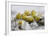 Alpine Flowers (Draba Sp)? in the Snow, Hohe Tauern National Park, Austria, July 2008-Lesniewski-Framed Photographic Print