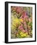 Alpine Flowers, Houseleek, Sempervivum Montanum-Thonig-Framed Photographic Print