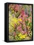 Alpine Flowers, Houseleek, Sempervivum Montanum-Thonig-Framed Stretched Canvas