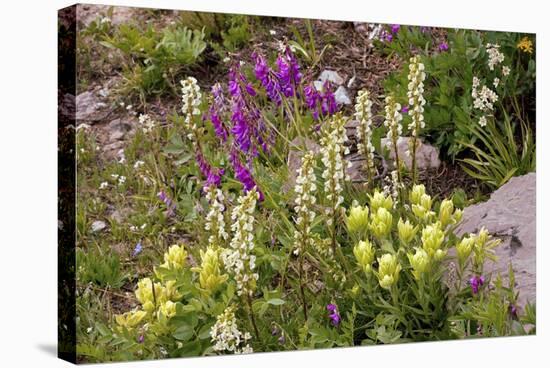 Alpine Flowers In Wyoming, USA-Bob Gibbons-Stretched Canvas