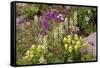 Alpine Flowers In Wyoming, USA-Bob Gibbons-Framed Stretched Canvas