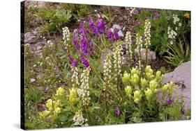 Alpine Flowers In Wyoming, USA-Bob Gibbons-Stretched Canvas