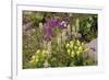 Alpine Flowers In Wyoming, USA-Bob Gibbons-Framed Photographic Print