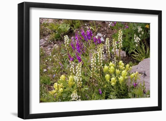 Alpine Flowers In Wyoming, USA-Bob Gibbons-Framed Photographic Print