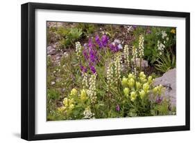 Alpine Flowers In Wyoming, USA-Bob Gibbons-Framed Photographic Print