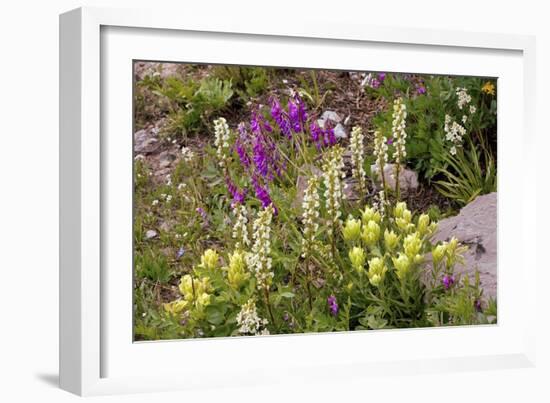 Alpine Flowers In Wyoming, USA-Bob Gibbons-Framed Photographic Print