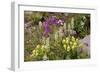 Alpine Flowers In Wyoming, USA-Bob Gibbons-Framed Photographic Print