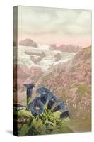 Alpine Flowers, Swiss Alps-null-Stretched Canvas