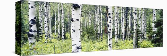 Alpine Forest of White Birch Trees, Glacier National Park, Montana, USA-Paul Souders-Stretched Canvas