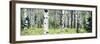 Alpine Forest of White Birch Trees, Glacier National Park, Montana, USA-Paul Souders-Framed Photographic Print