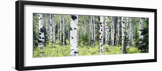 Alpine Forest of White Birch Trees, Glacier National Park, Montana, USA-Paul Souders-Framed Photographic Print