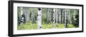 Alpine Forest of White Birch Trees, Glacier National Park, Montana, USA-Paul Souders-Framed Photographic Print