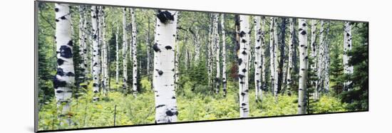 Alpine Forest of White Birch Trees, Glacier National Park, Montana, USA-Paul Souders-Mounted Photographic Print