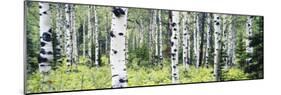 Alpine Forest of White Birch Trees, Glacier National Park, Montana, USA-Paul Souders-Mounted Photographic Print