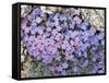 Alpine Forget-Me-Not, Mount Evans, Colorado, USA-James Hager-Framed Stretched Canvas