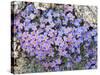 Alpine Forget-Me-Not, Mount Evans, Colorado, USA-James Hager-Stretched Canvas