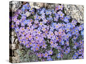 Alpine Forget-Me-Not, Mount Evans, Colorado, USA-James Hager-Stretched Canvas