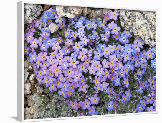 Alpine Forget-Me-Not, Mount Evans, Colorado, USA-James Hager-Framed Photographic Print