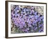 Alpine Forget-Me-Not, Mount Evans, Colorado, USA-James Hager-Framed Photographic Print