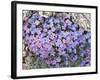 Alpine Forget-Me-Not, Mount Evans, Colorado, USA-James Hager-Framed Photographic Print