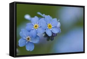 Alpine Forget-Me-Not (Myosotis Asiatica) in Flower, Liechtenstein, June 2009-Giesbers-Framed Stretched Canvas