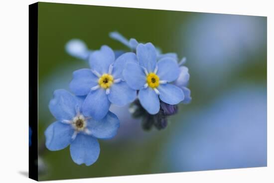 Alpine Forget-Me-Not (Myosotis Asiatica) in Flower, Liechtenstein, June 2009-Giesbers-Stretched Canvas