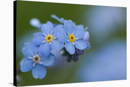 Alpine Forget-Me-Not (Myosotis Asiatica) in Flower, Liechtenstein, June 2009-Giesbers-Stretched Canvas