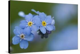 Alpine Forget-Me-Not (Myosotis Asiatica) in Flower, Liechtenstein, June 2009-Giesbers-Stretched Canvas