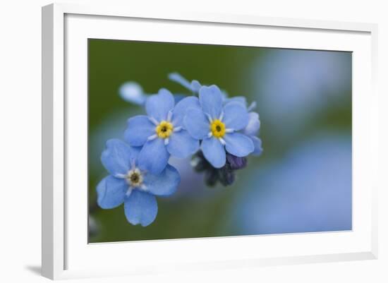 Alpine Forget-Me-Not (Myosotis Asiatica) in Flower, Liechtenstein, June 2009-Giesbers-Framed Photographic Print