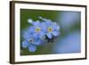 Alpine Forget-Me-Not (Myosotis Asiatica) in Flower, Liechtenstein, June 2009-Giesbers-Framed Photographic Print