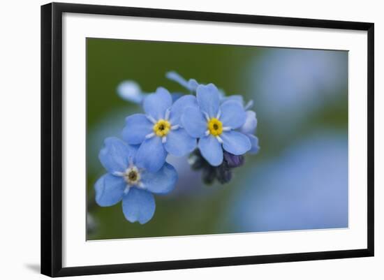 Alpine Forget-Me-Not (Myosotis Asiatica) in Flower, Liechtenstein, June 2009-Giesbers-Framed Photographic Print