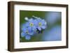 Alpine Forget-Me-Not (Myosotis Asiatica) in Flower, Liechtenstein, June 2009-Giesbers-Framed Photographic Print