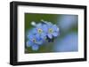 Alpine Forget-Me-Not (Myosotis Asiatica) in Flower, Liechtenstein, June 2009-Giesbers-Framed Photographic Print