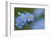 Alpine Forget-Me-Not (Myosotis Asiatica) in Flower, Liechtenstein, June 2009-Giesbers-Framed Photographic Print