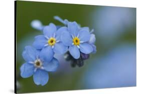 Alpine Forget-Me-Not (Myosotis Asiatica) in Flower, Liechtenstein, June 2009-Giesbers-Stretched Canvas