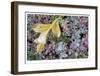 Alpine Frost-Donald Paulson-Framed Giclee Print