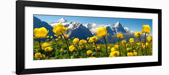 Alpine Globeflower Meadows at 6000 Ft with the Eiger Behind. First, Grindelwald, Bernese Alps-Paul Williams-Framed Photographic Print